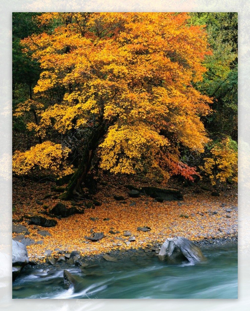 秋日黄叶图片