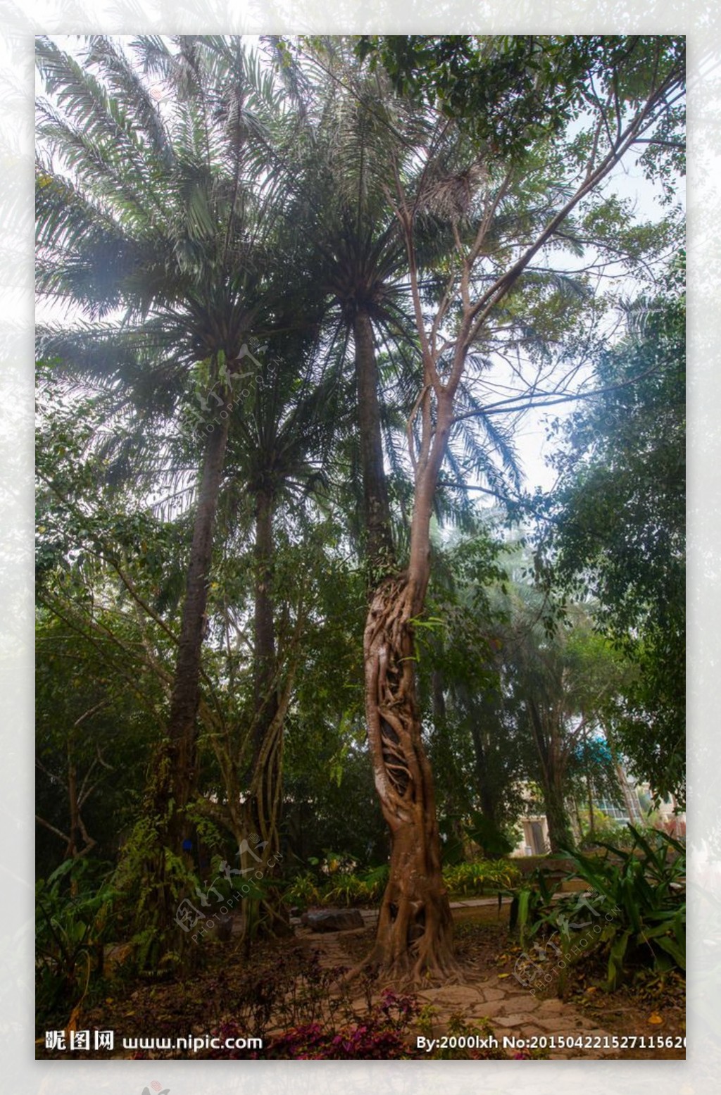 西双版纳热带植物园图片