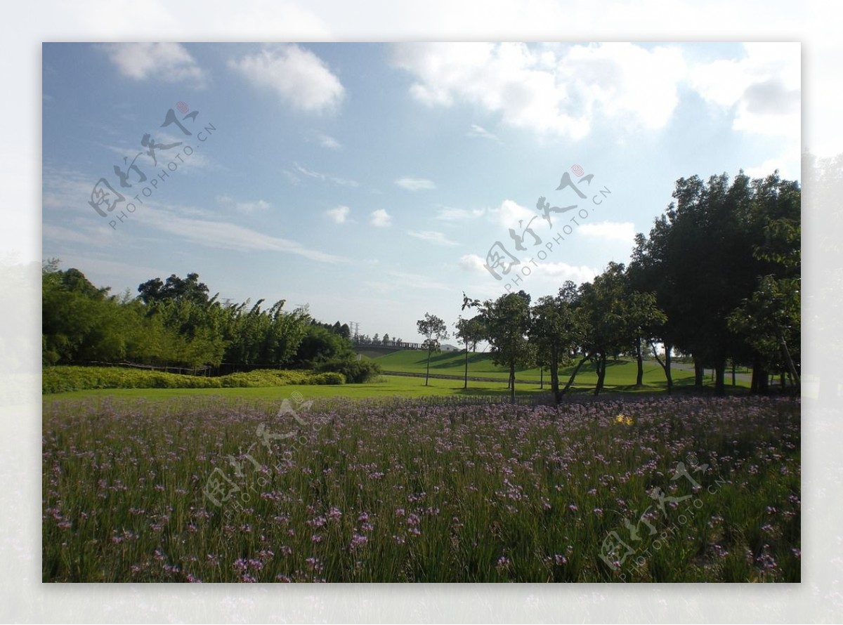 辰山植物园紫娇花丛图片