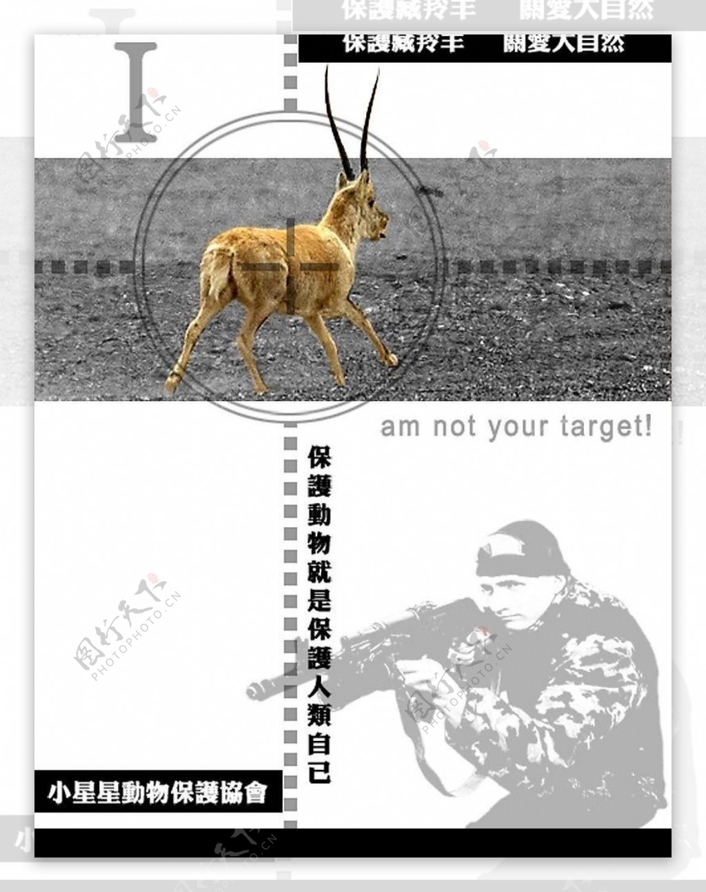 保护藏羚羊图片