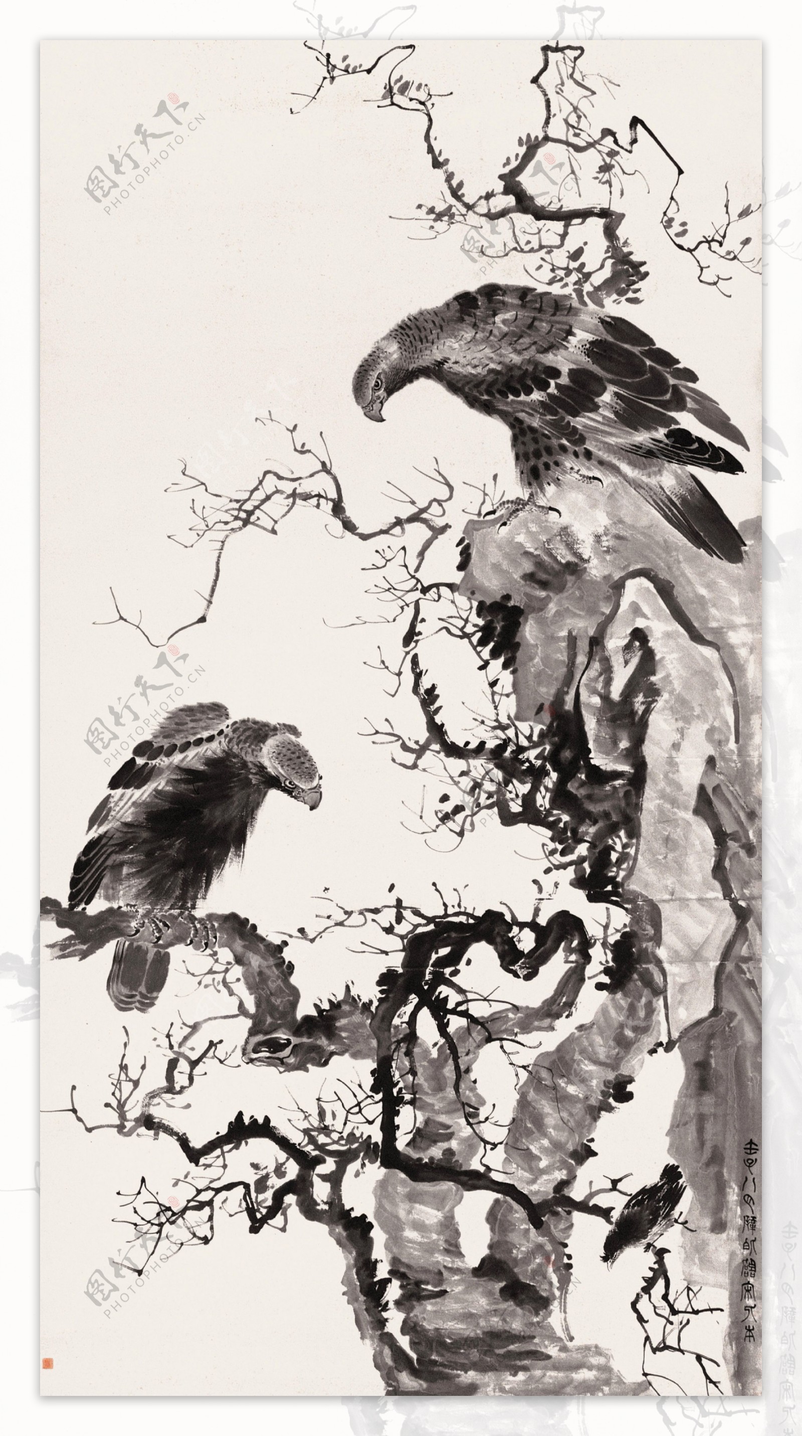 双鹰眈雀图图片