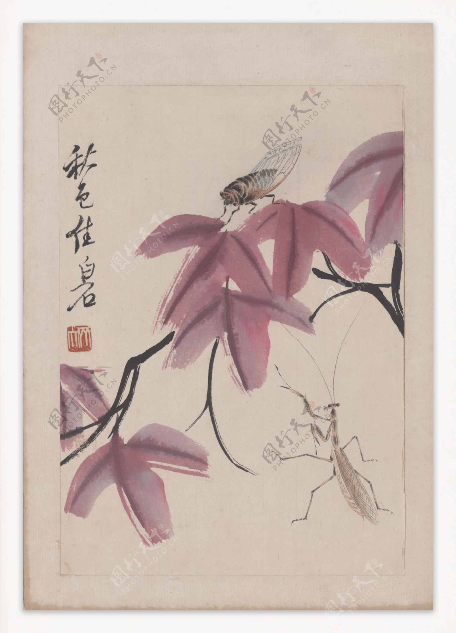 花卉草虫螳螂蝉图片