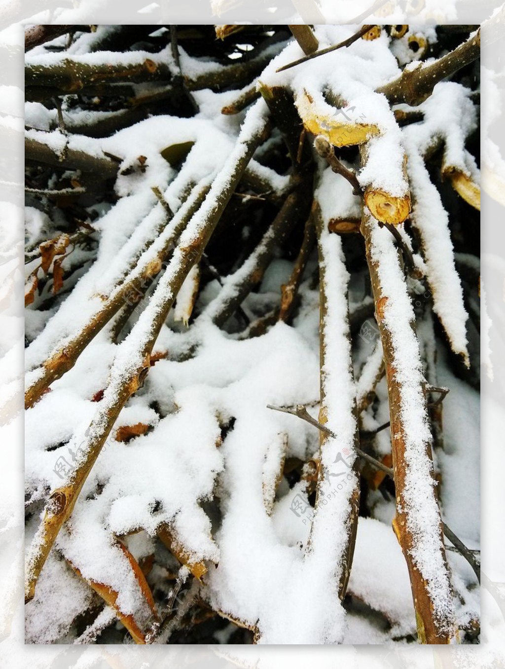 雪景树枝积压图片