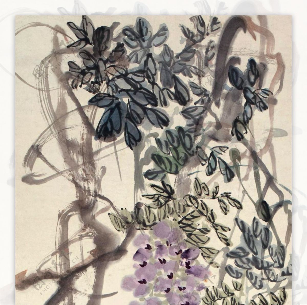 紫藤牡丹图片