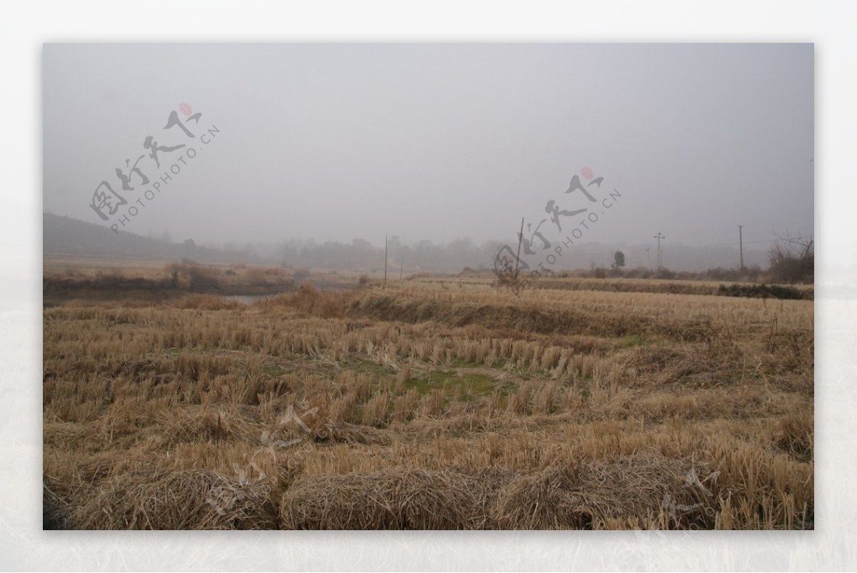 冬季稻田图片