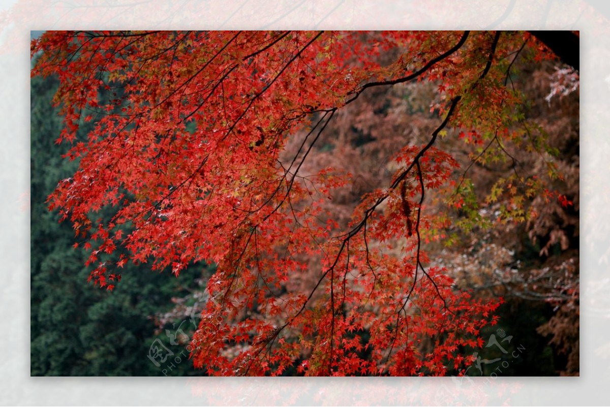 庐山植物园图片