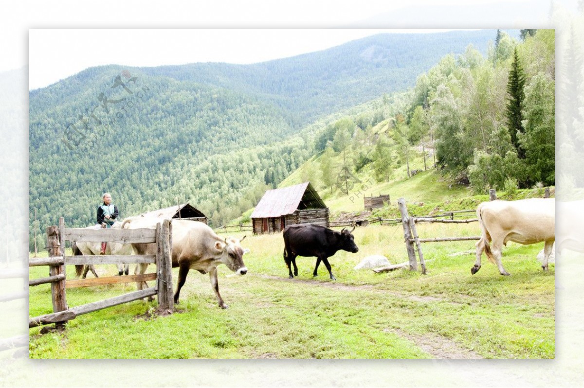 奶牛农场风景图片
