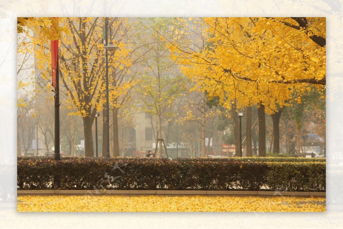 上海音乐厅银杏树叶图片