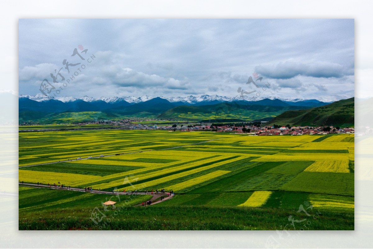 门源油菜花图片