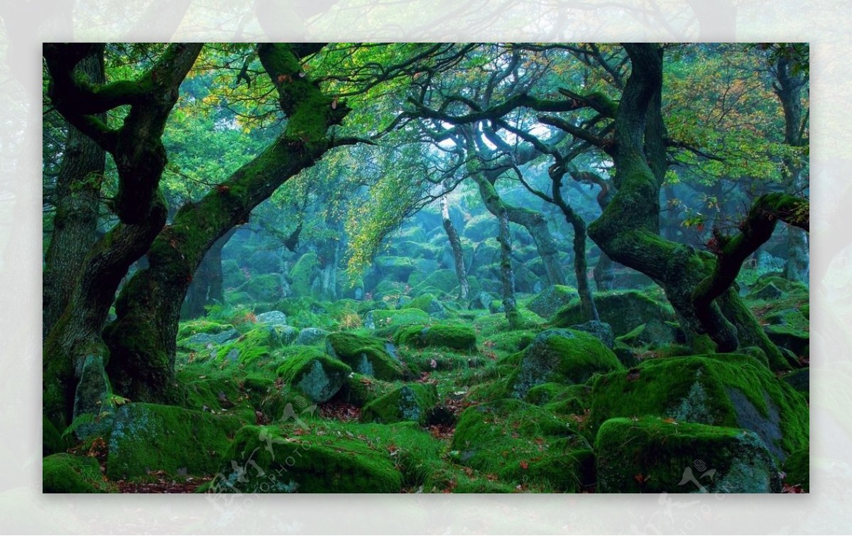 梦幻绿色森林图片