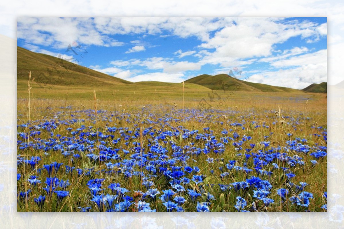 草甸烂漫的蓝色花朵图片