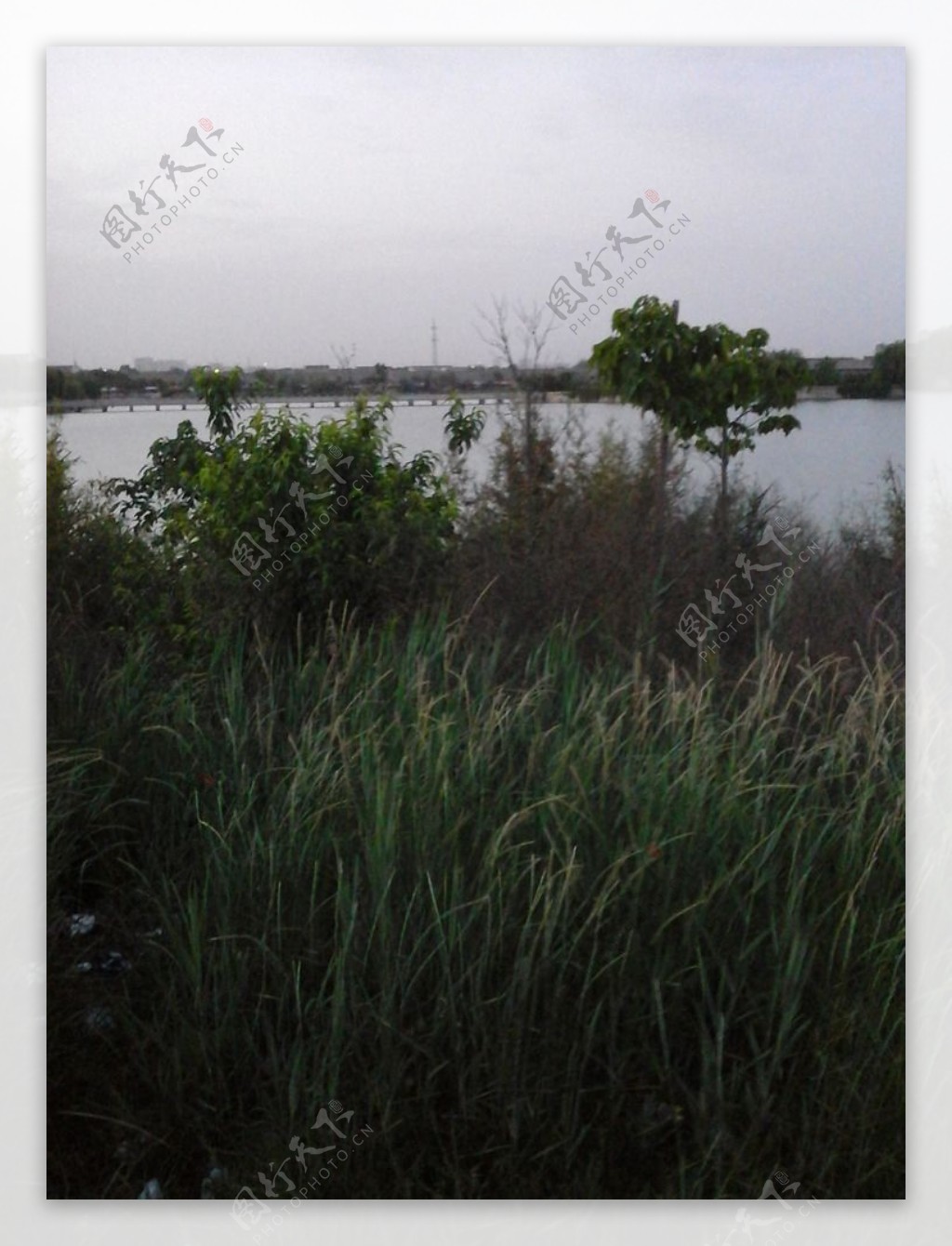 芦苇湖图片