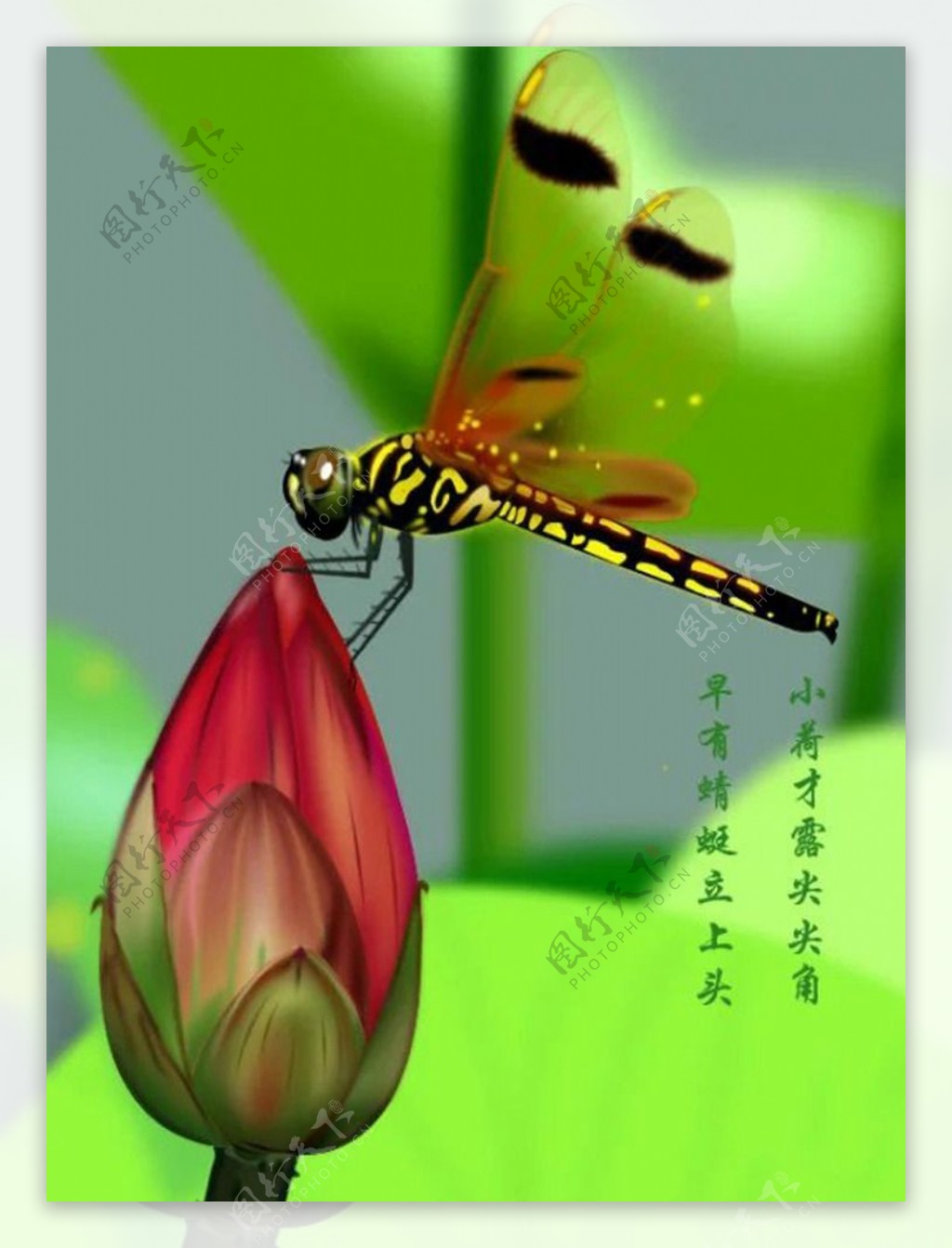 蜻蜓荷图片