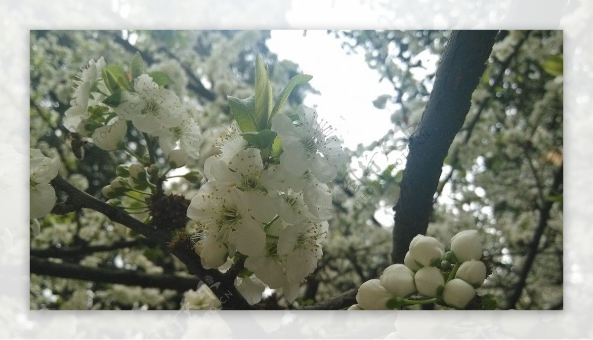 云南鲜花之梨花图片