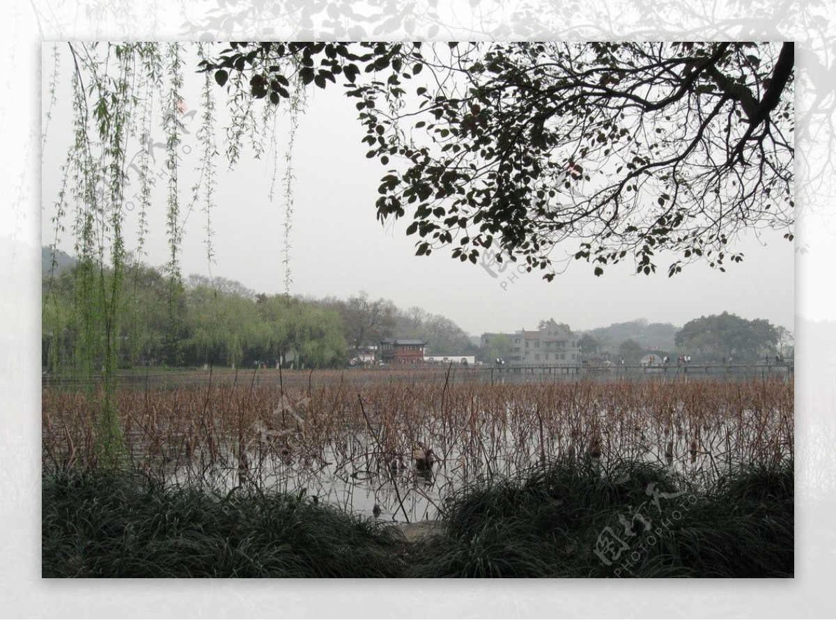 杭州西湖残荷图片