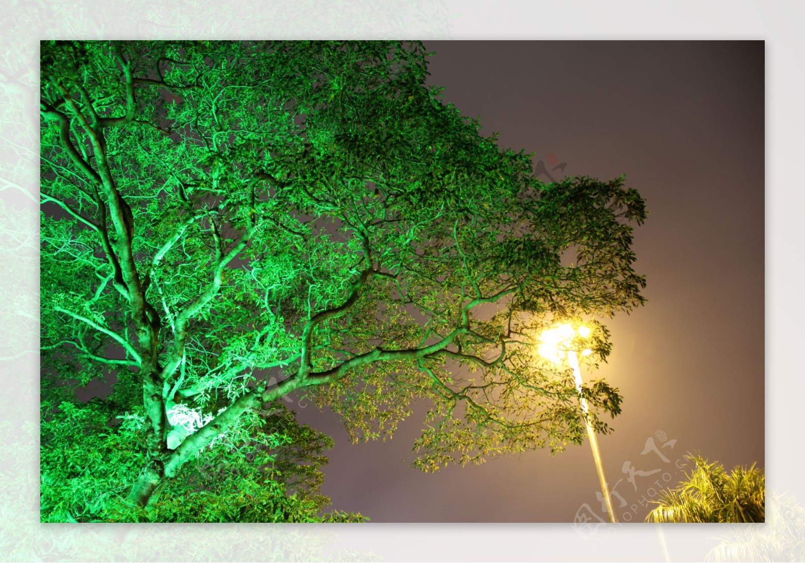 公园夜景树木图片