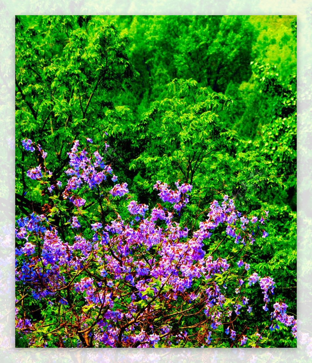 紫花绿树春意浓图片