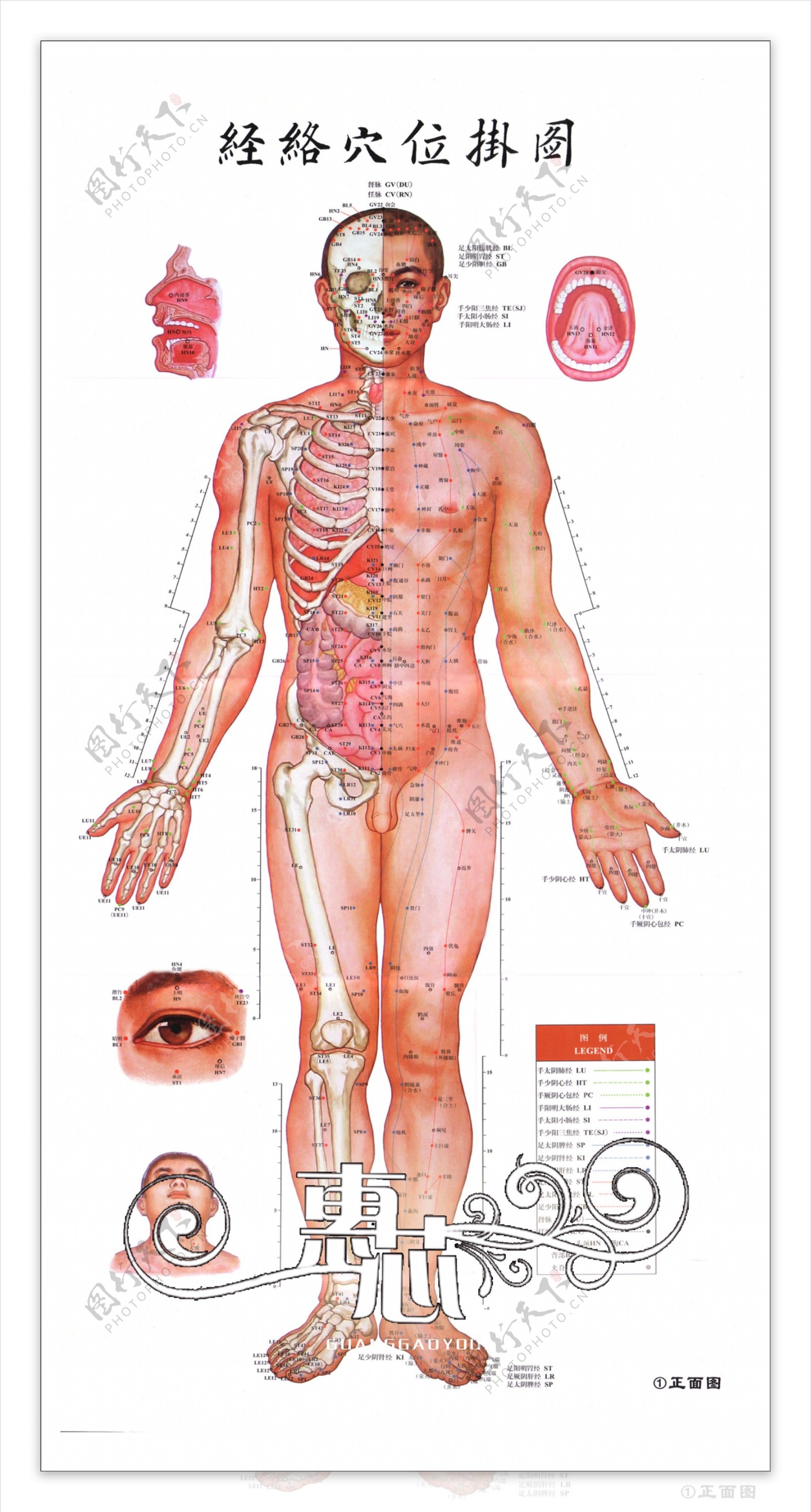 人体结构图正面图片
