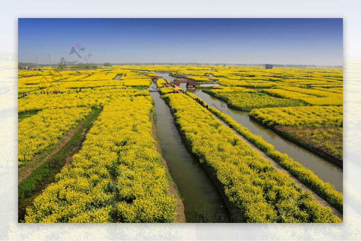 千岛菜花风景区图片