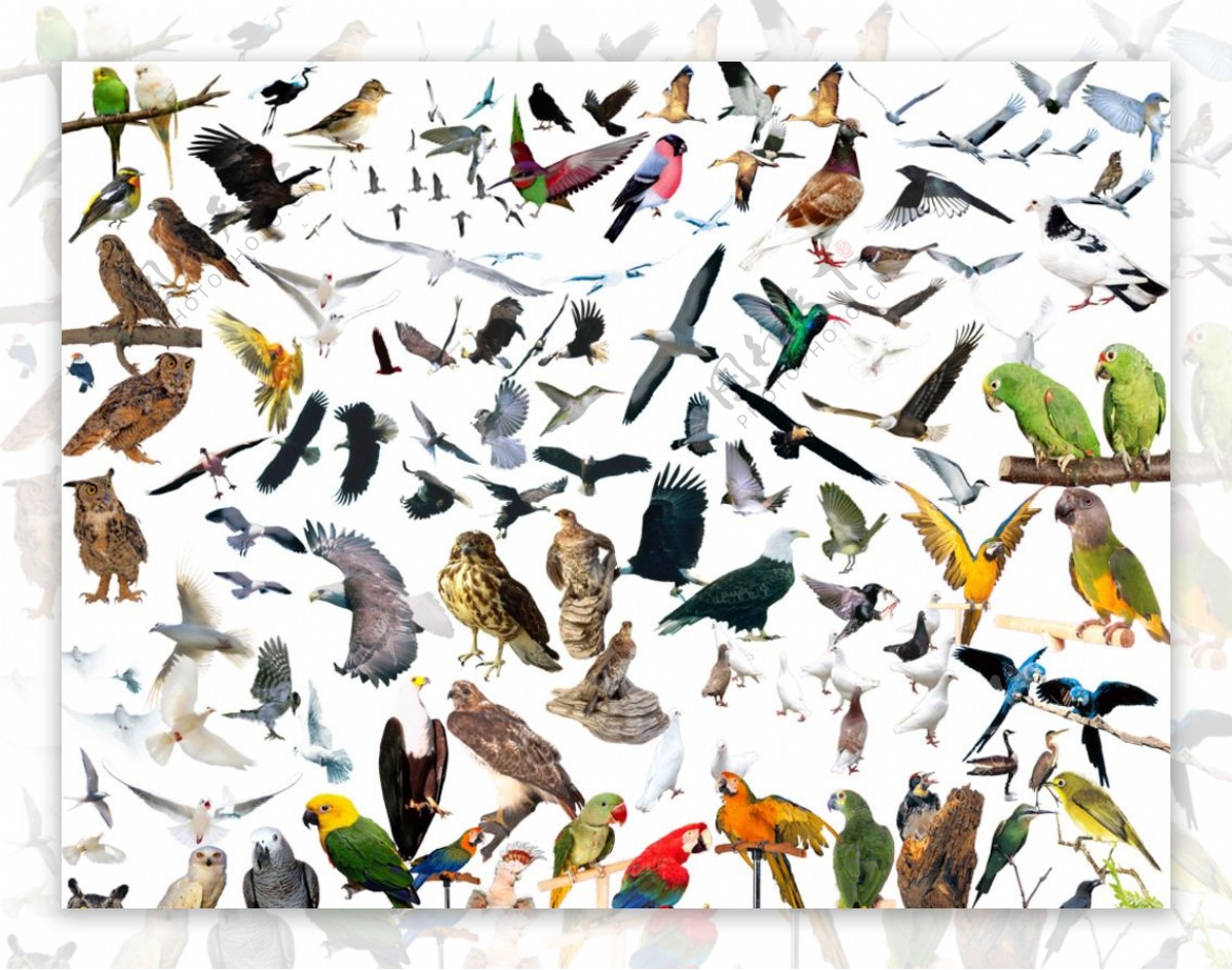 鸟类PSD分层素材图片