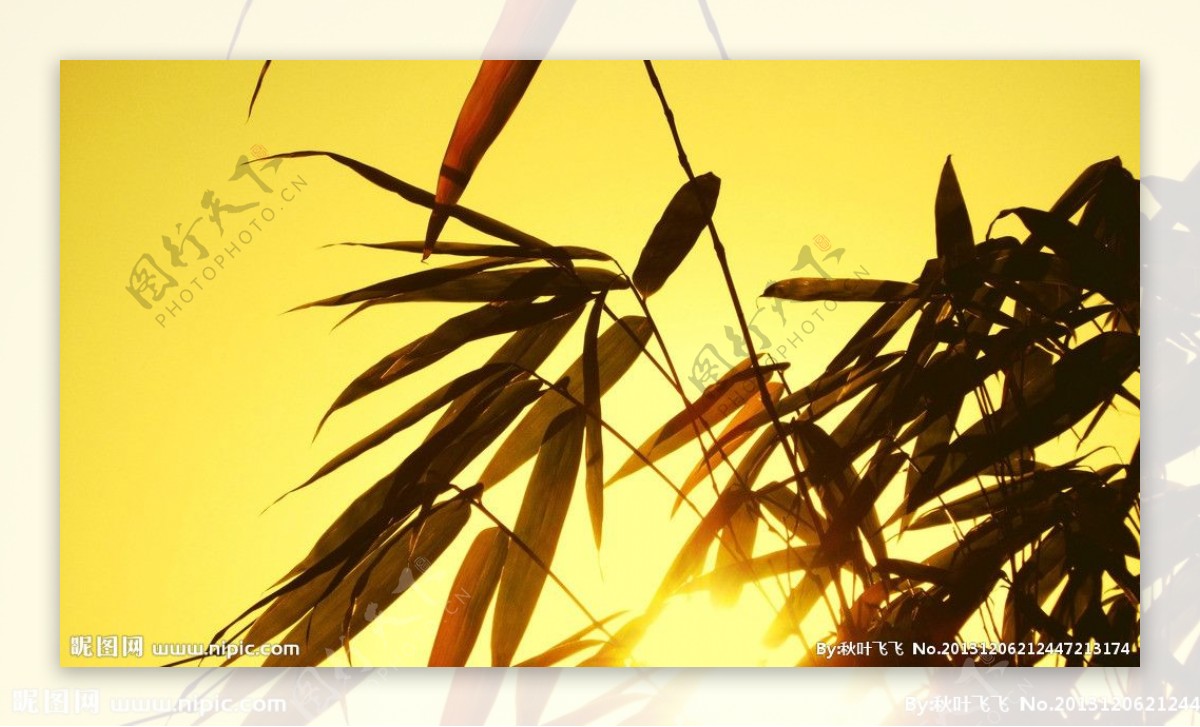 日出与竹子图片