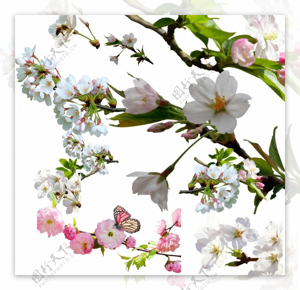 粉红樱花和白樱花扣图图片