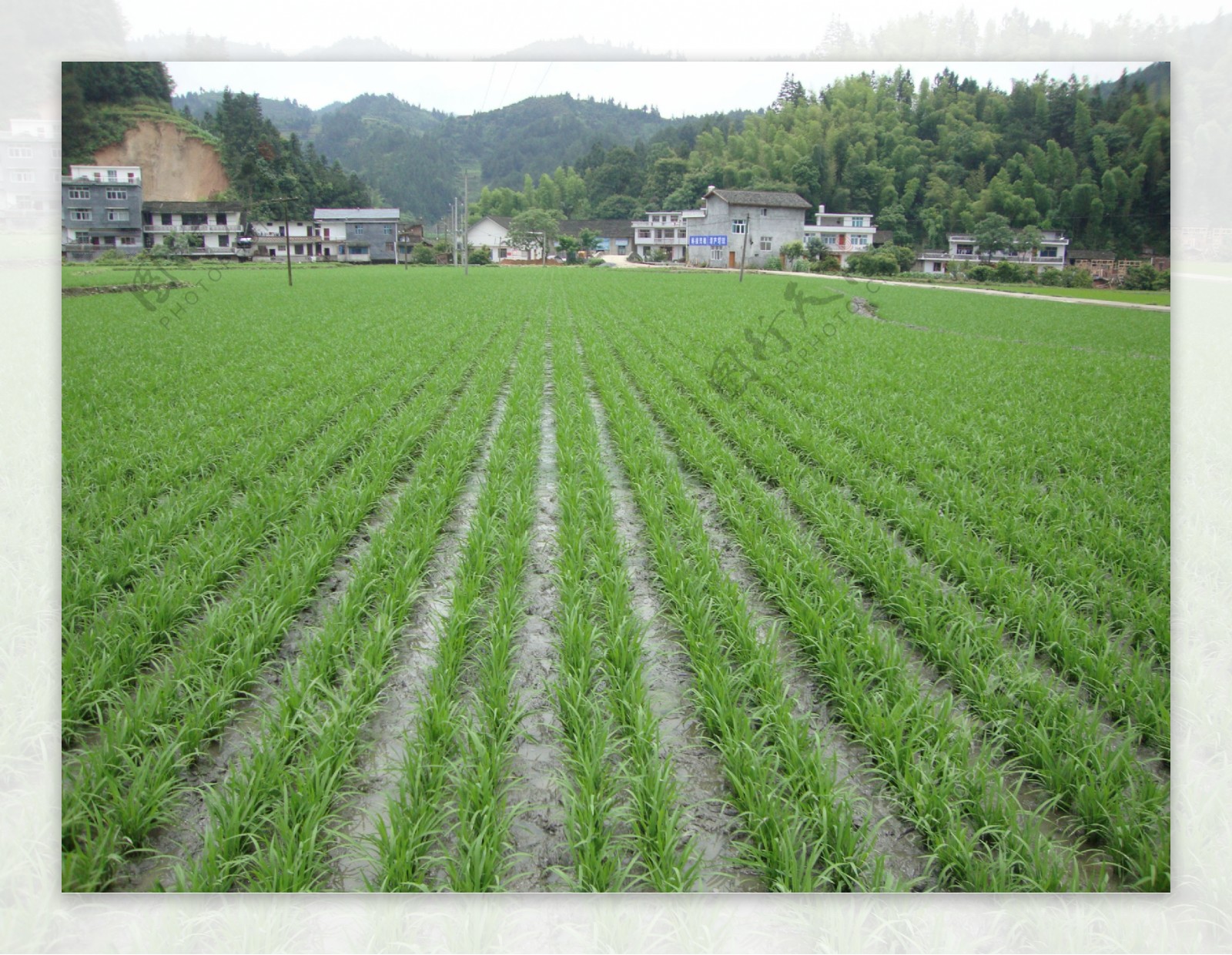 田野风光图片