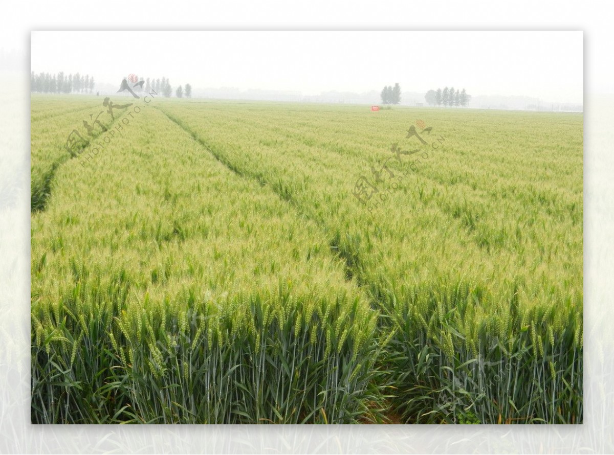 小麦种子田图片