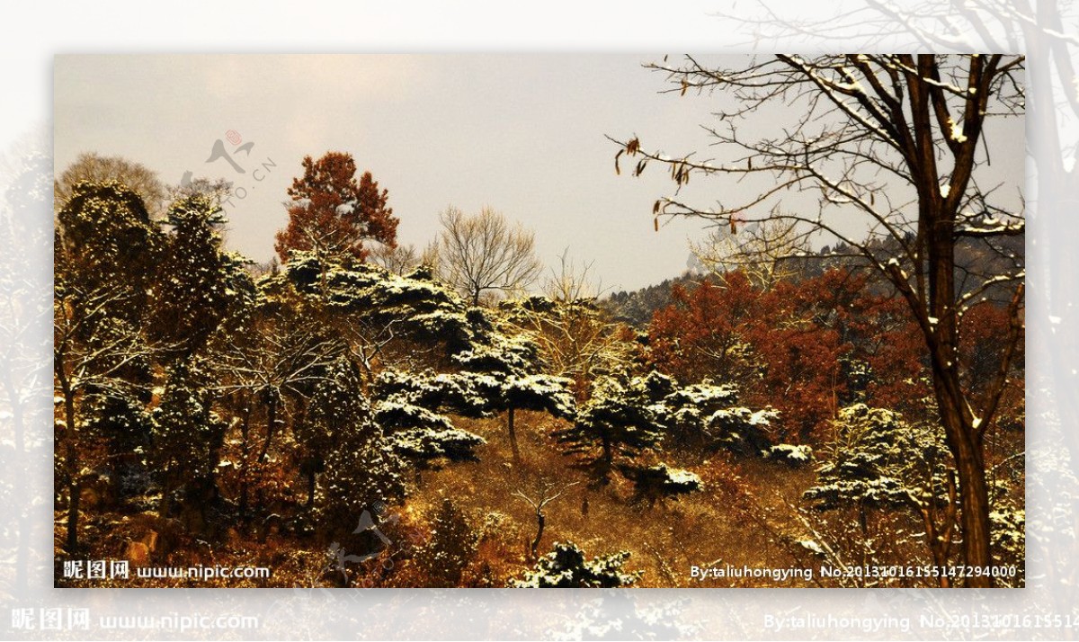 泰山冬日雪景图片