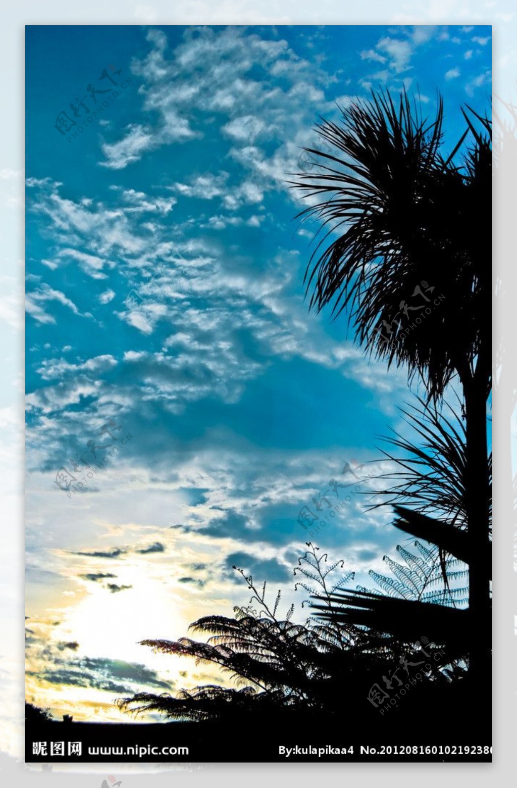日出热带树木剪影图片