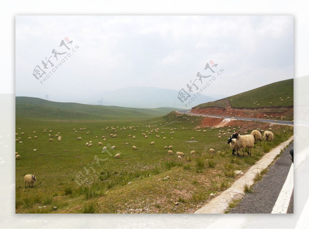 草原羊群公路图片