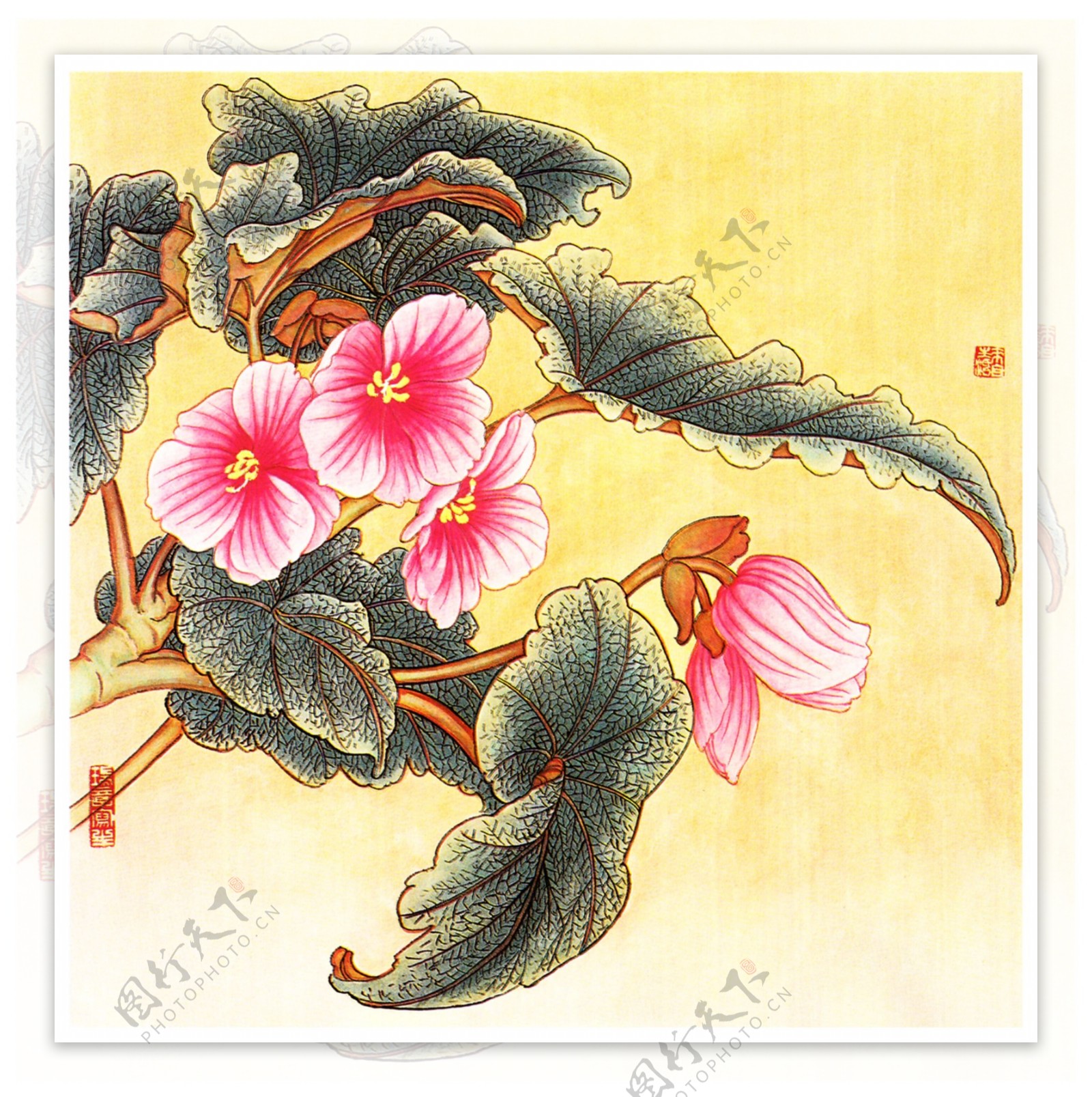 裂叶秋海棠图片