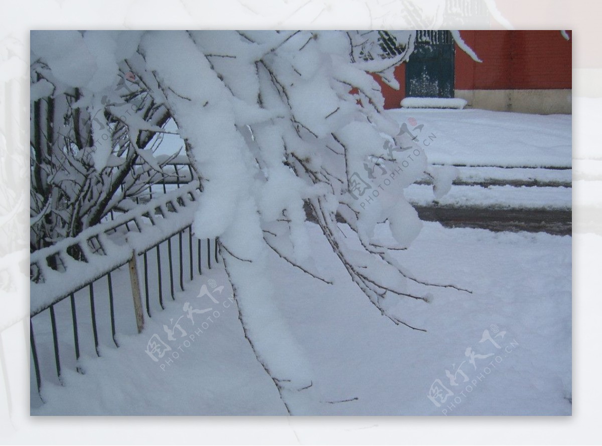 雪景树挂图片