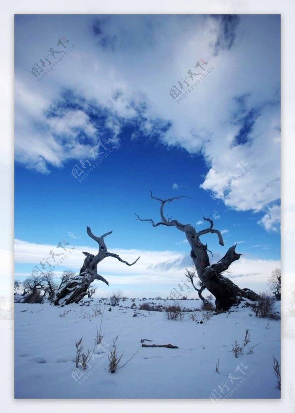 冬天胡杨树图片