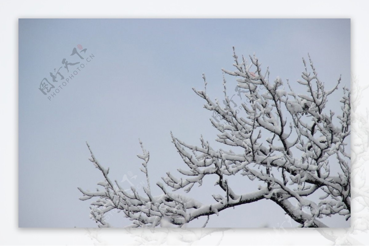 枝头的白雪图片