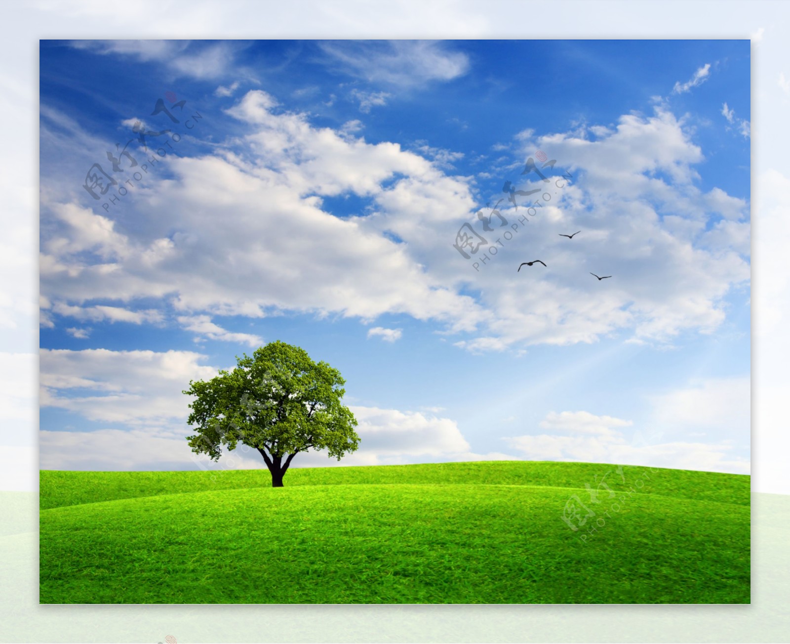 蓝天白云绿野孤树图片