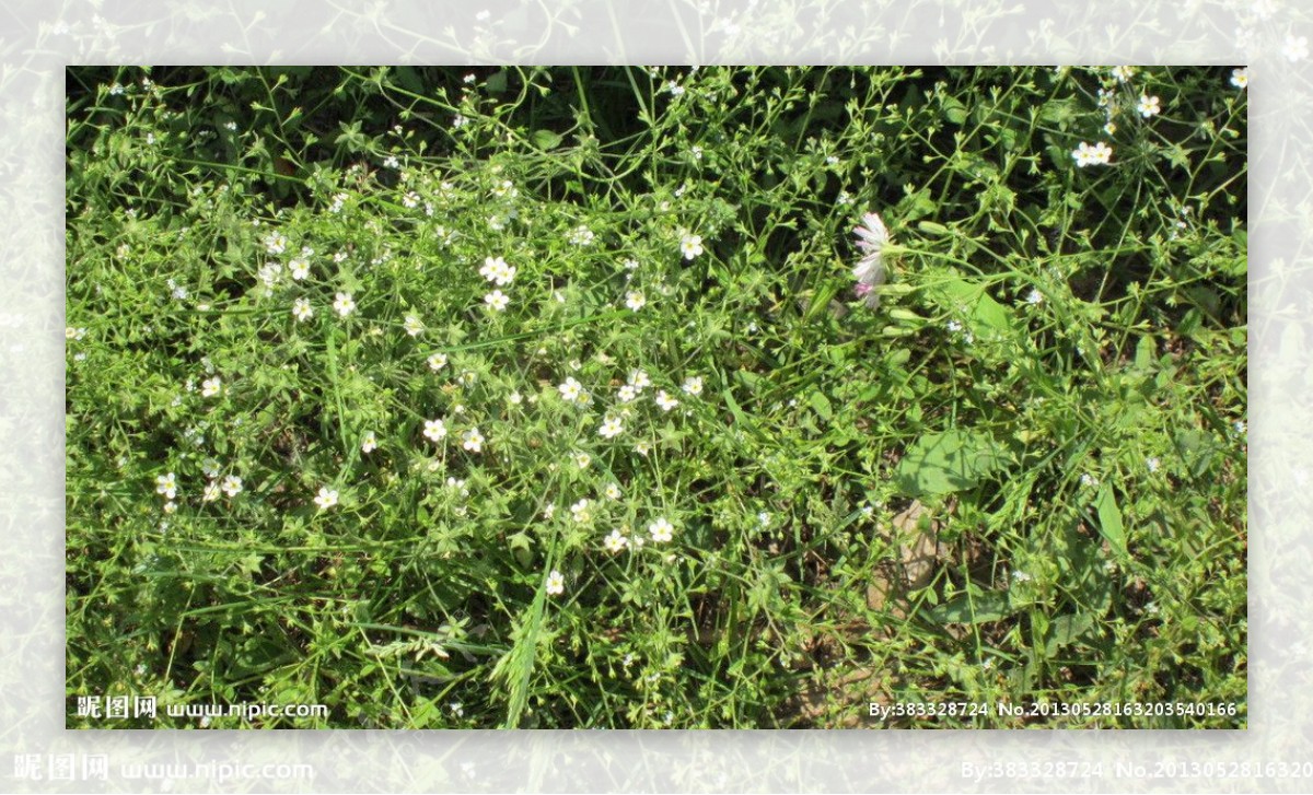 草丛和白色小野花图片