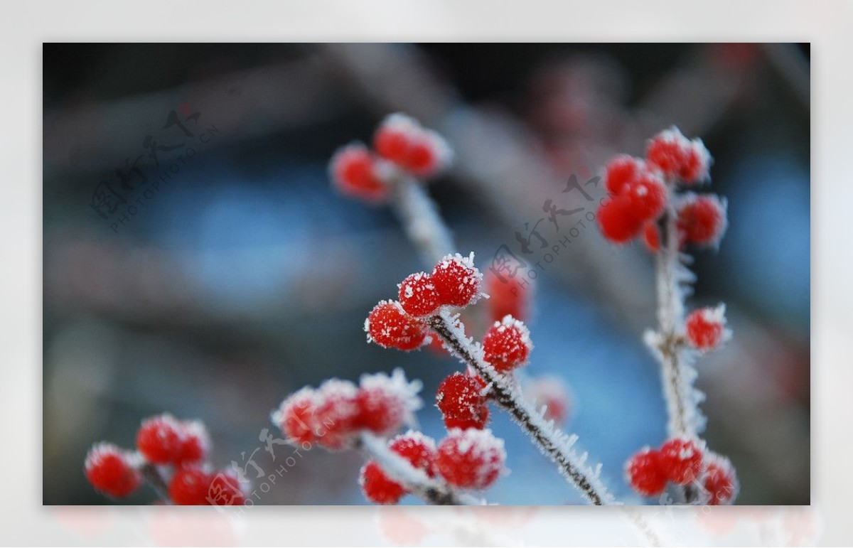 雪中红豆图片