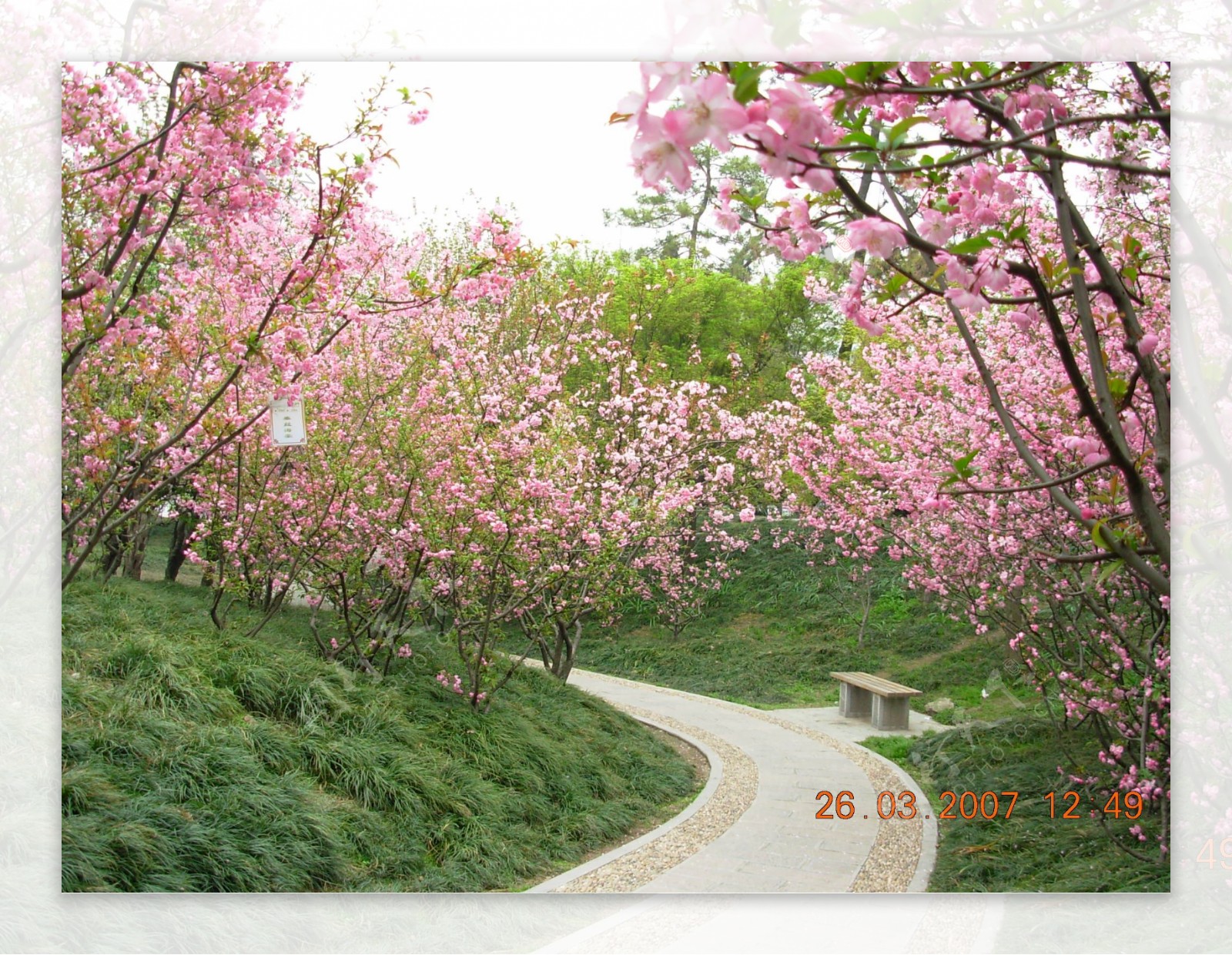 海棠树林图片