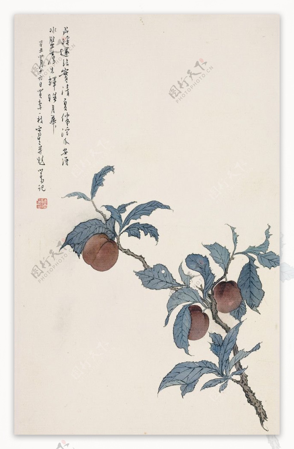 杏子树图片