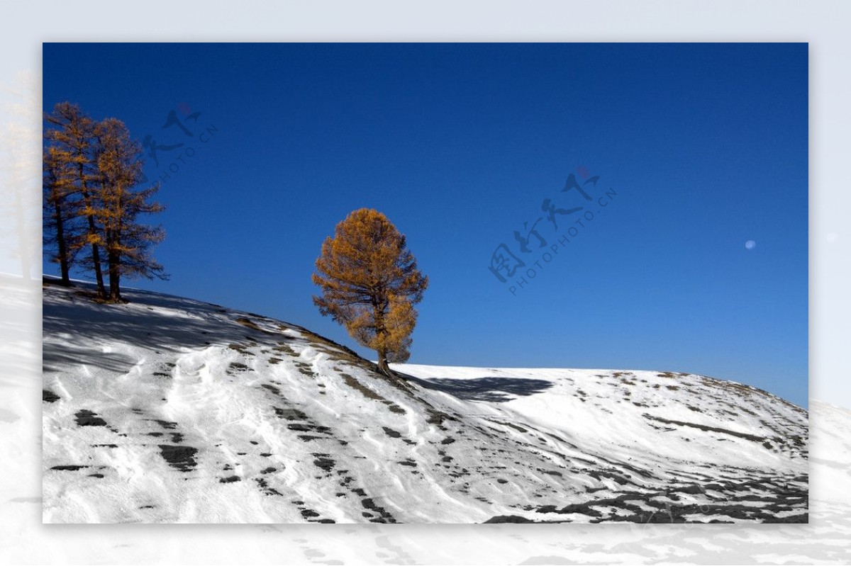 巴州胡杨林雪景图片