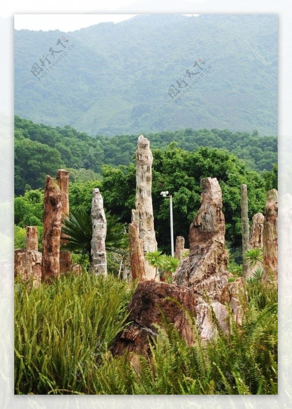 仙湖植物园化石森林图片