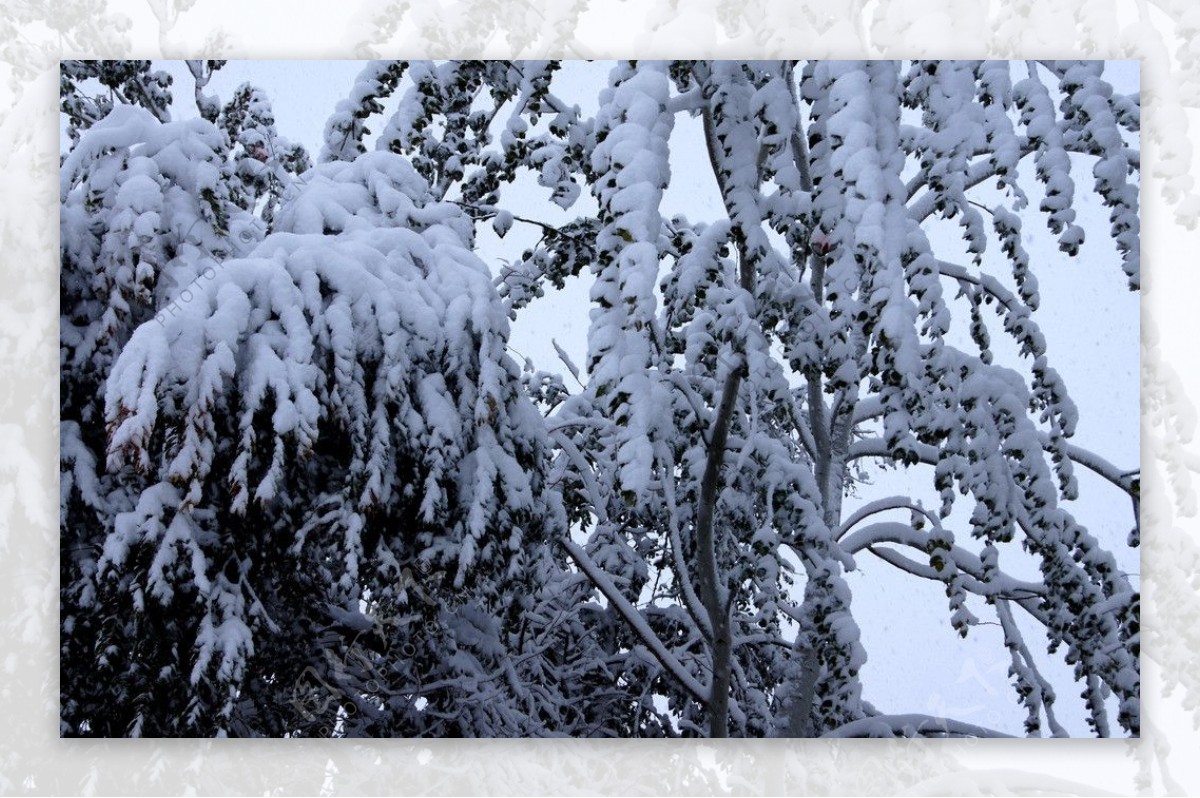 雪后图片