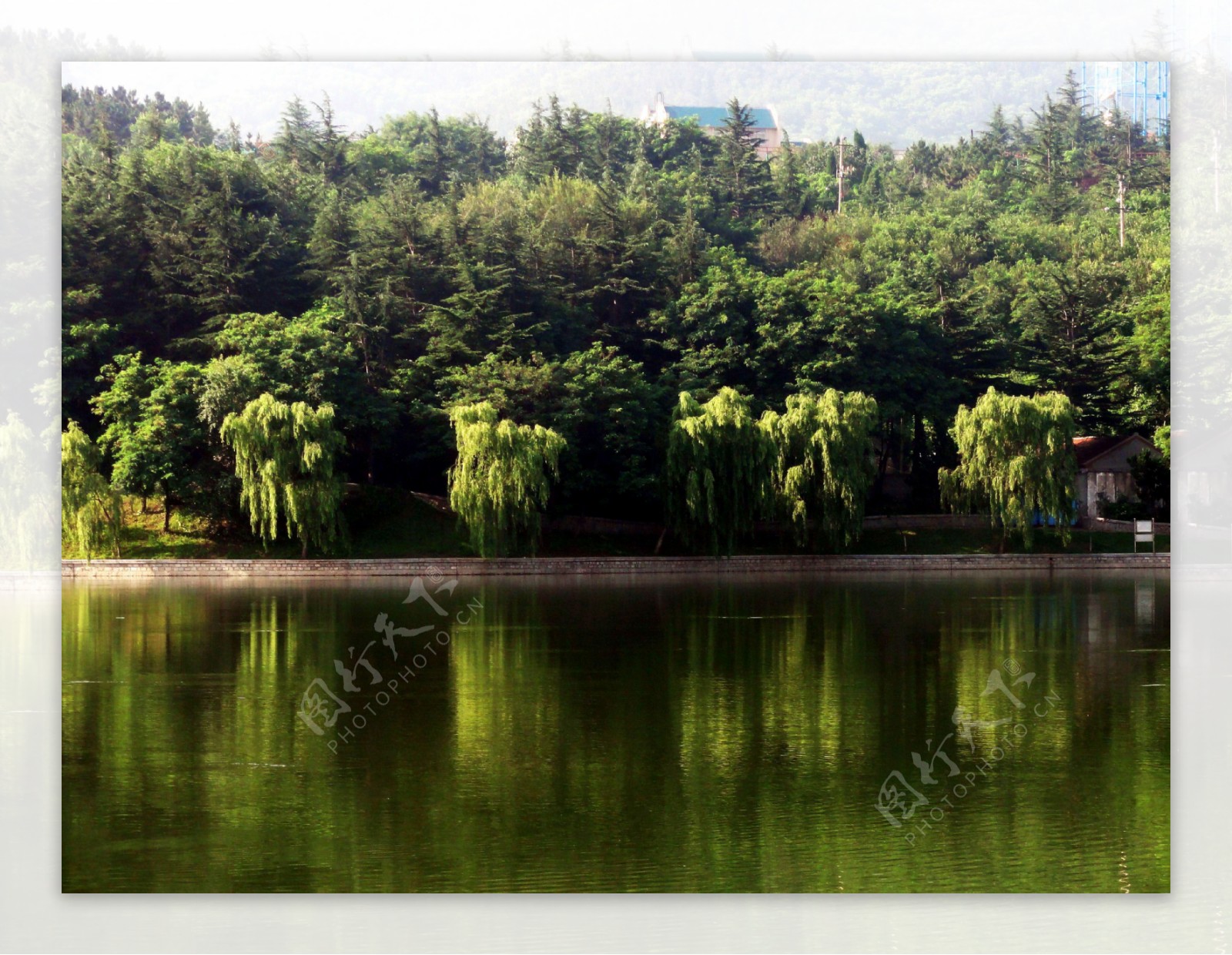 湖岸柳树图片