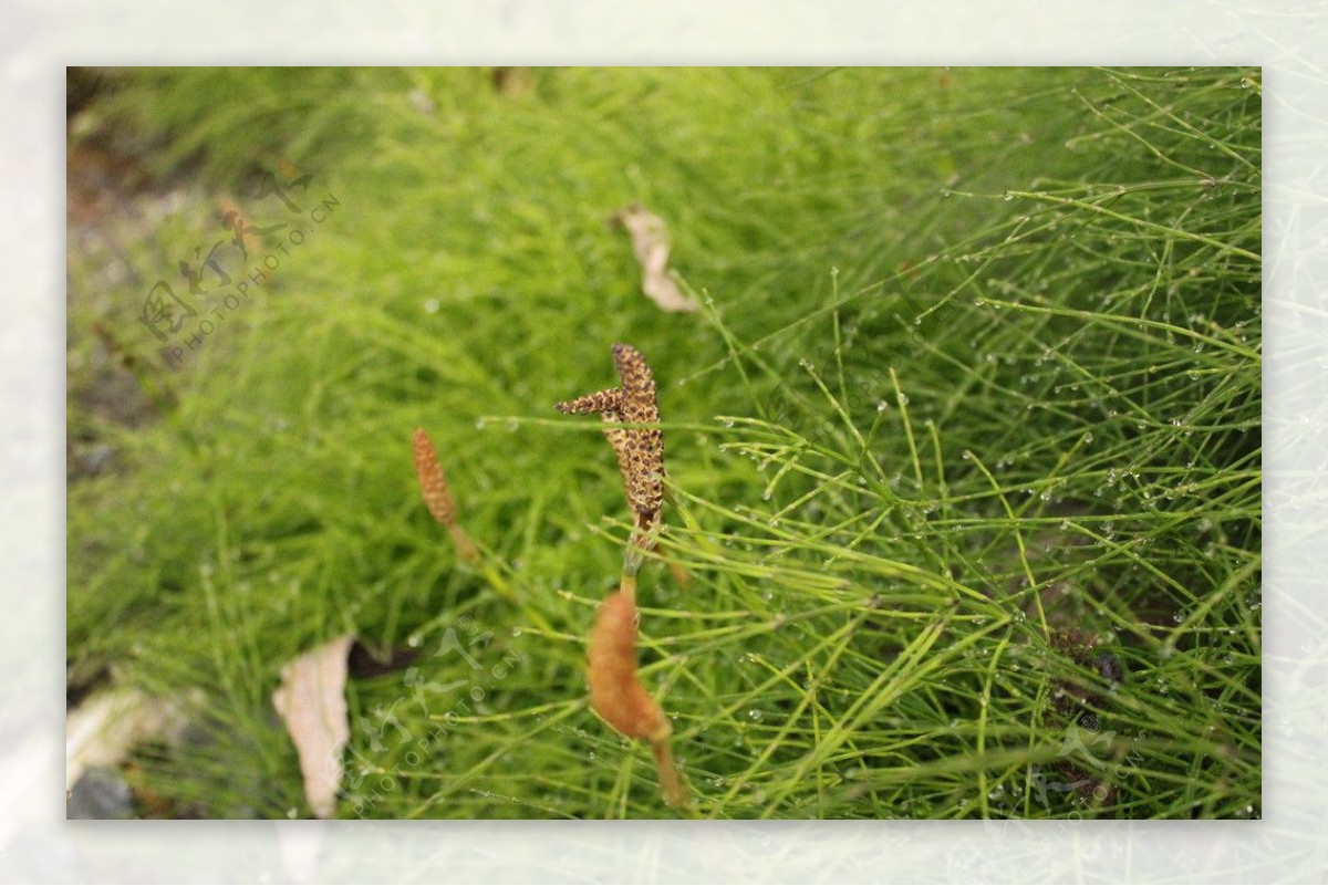 翠绿小草图片