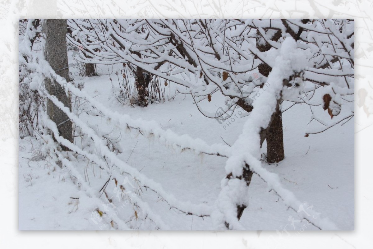 栅栏雪景图片
