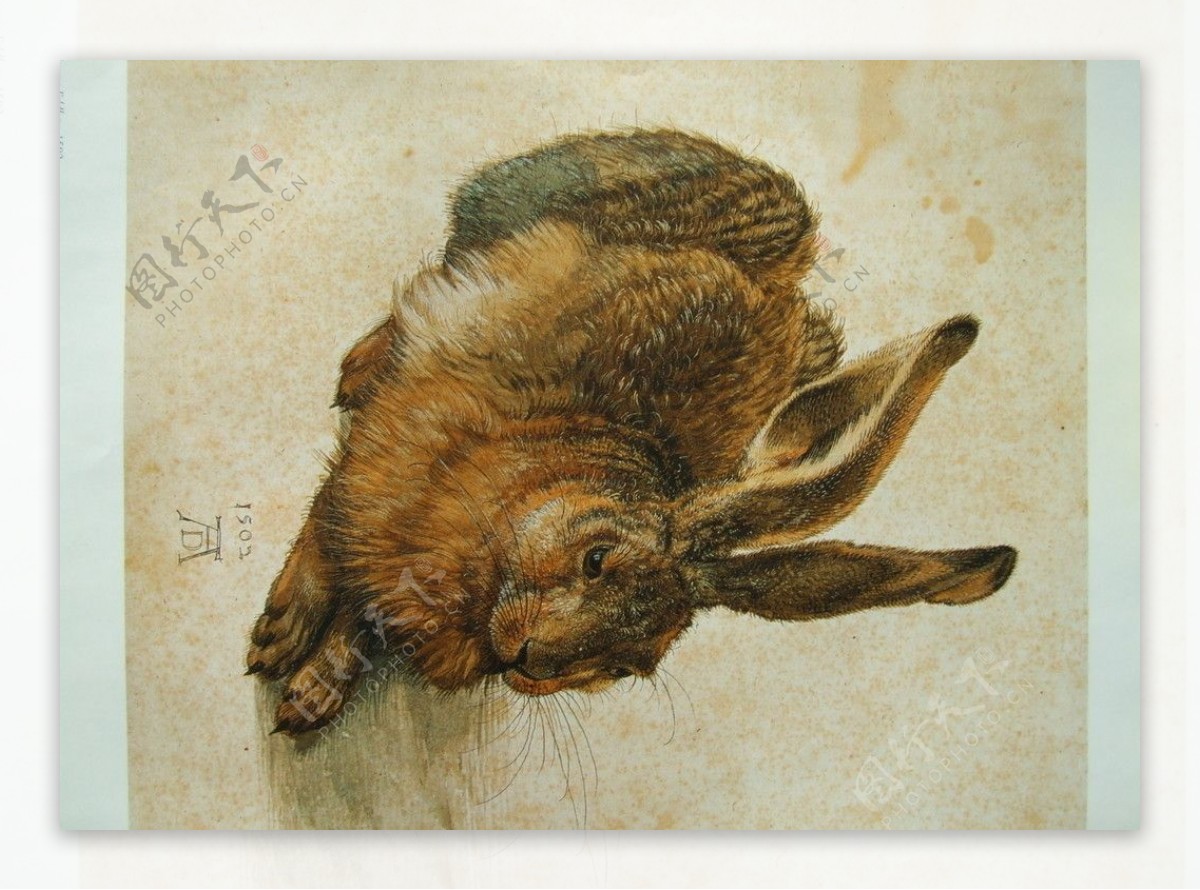油画逼真兔子图片