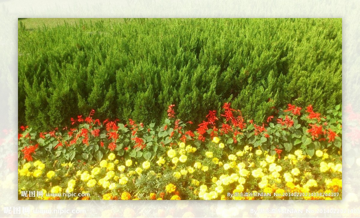 中山陵的花朵图片