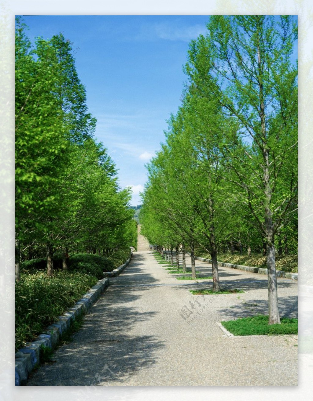 景区小路绿树图片