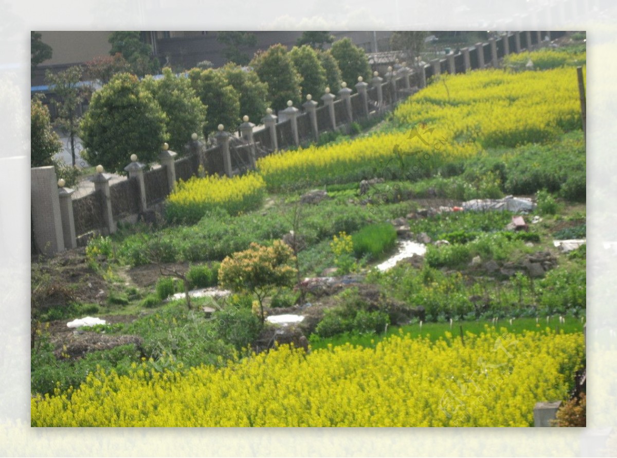 田园风光图片